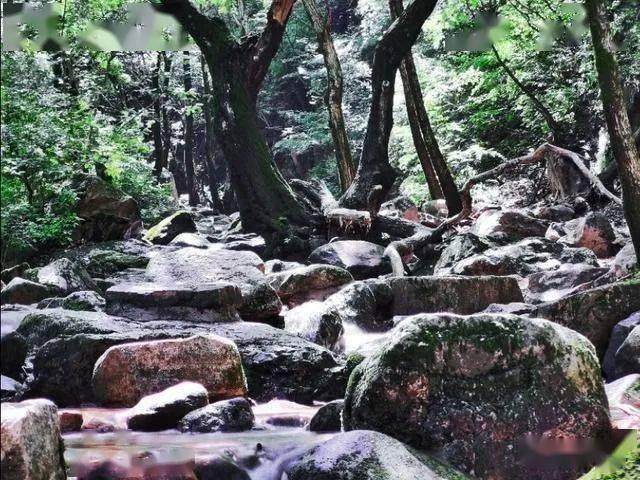 逃离野猫森林